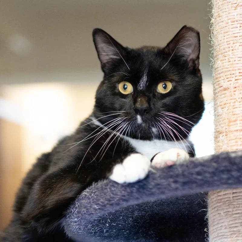 An adult large-sized male Black Domestic Short Hair cat named Gump for adoption in Wilmington, DE