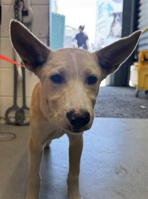 A baby small-sized male German Shepherd Dog dog named Key for adoption in San Bernardino, CA