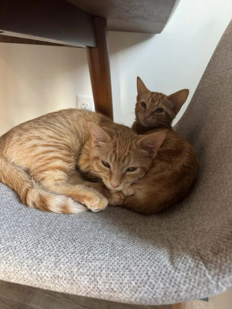 A baby medium-sized female Tabby (Orange / Red) Domestic Short Hair cat named Fontina and Gruyere for adoption in Seattle, WA