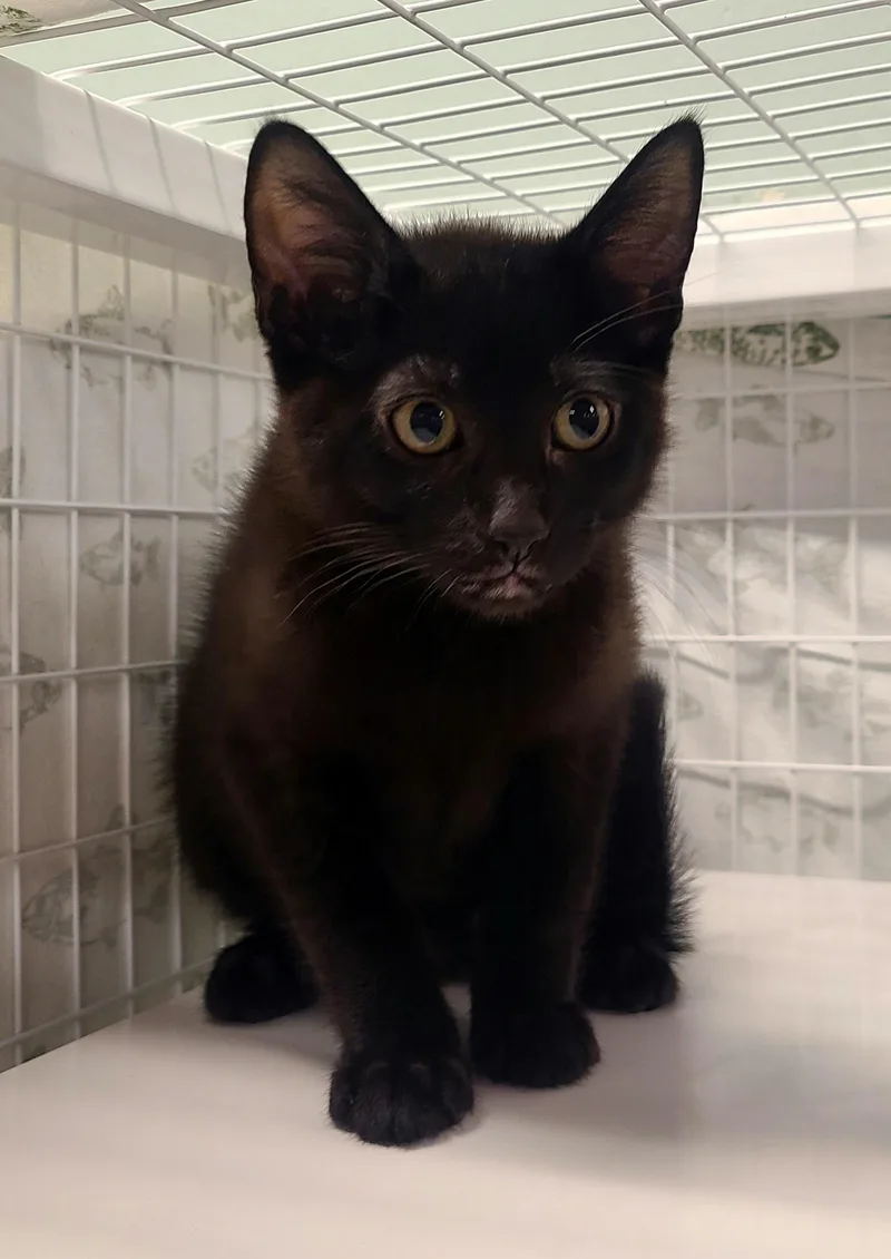 A baby medium-sized female Torbie Domestic Short Hair cat named Kerri & Kobe for adoption in Kirkland, WA
