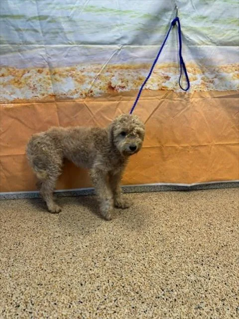 An adult medium-sized male Labrador Retriever dog named Marley for adoption in Miami, FL