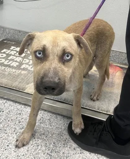 A young medium-sized female Hound dog named Sky for adoption in Daytona Beach, FL