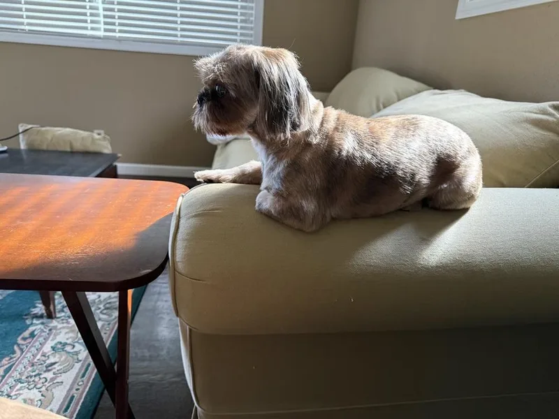A young small-sized female Brown / Chocolate Shih Tzu dog named Sugar for adoption in Chattanooga, TN