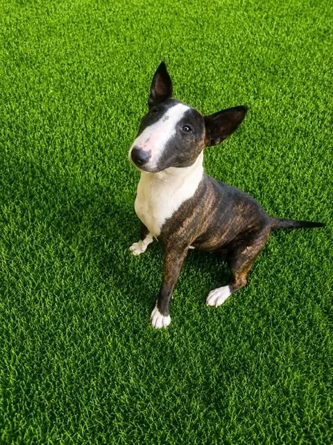 A young medium-sized female Bull Terrier dog named A for adoption in Lancaster, CA