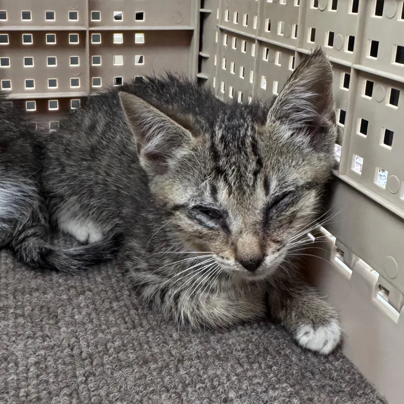 A baby small-sized female Brown / Chocolate Domestic Short Hair cat named Weedle for adoption in Winston-Salem, NC