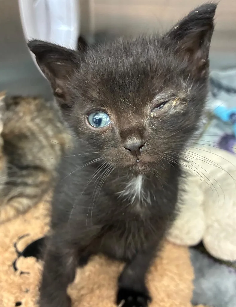 A baby small-sized male Domestic Short Hair cat named Jude for adoption in Hartsville, SC