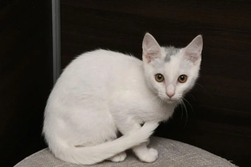 A young medium-sized male American Shorthair cat named Zack for adoption in Naples, FL