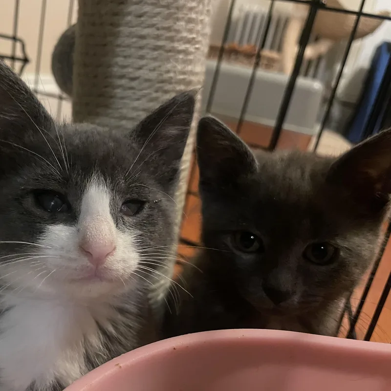 A baby small-sized female Gray / Blue / Silver American Shorthair cat named Princess Mononoke for adoption in Staten Island, NY