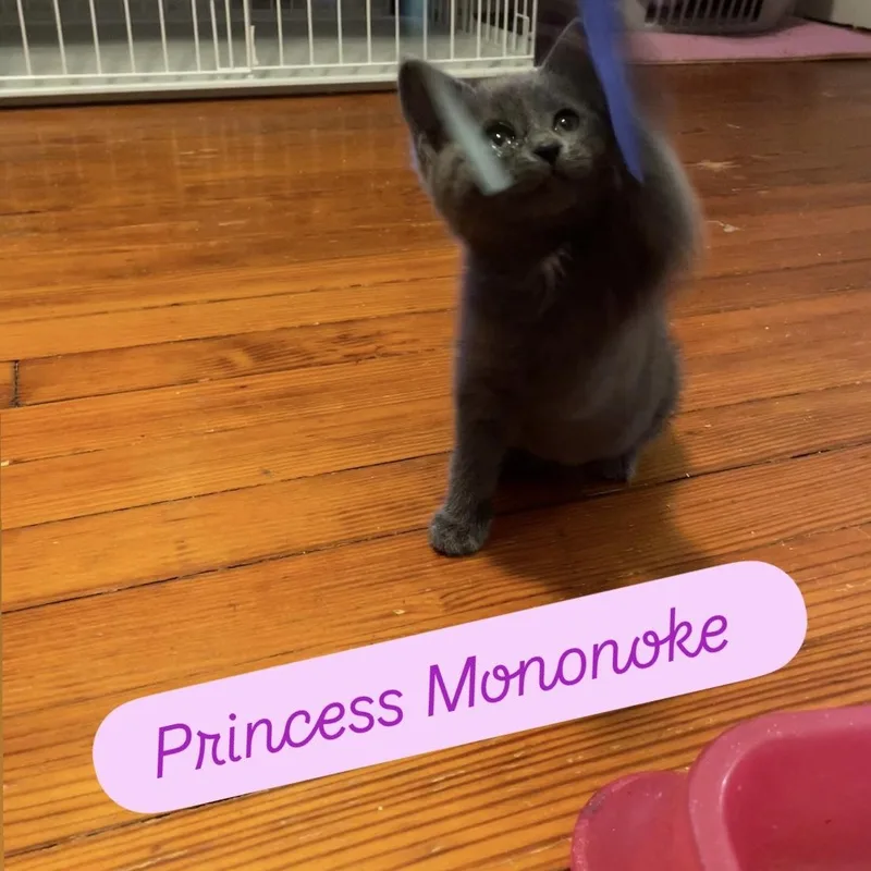 Princess Mononoke thumbnail 5