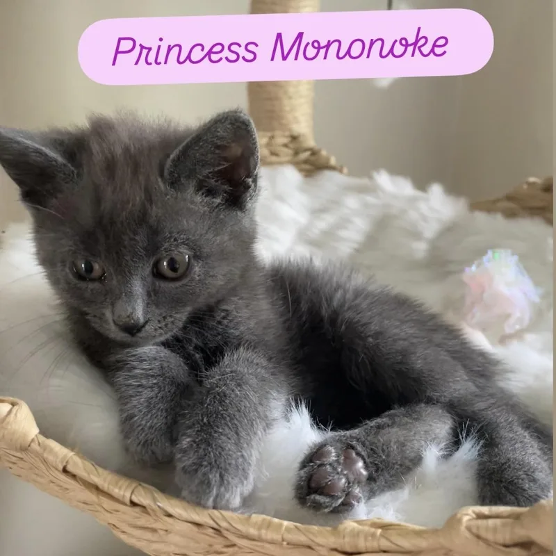 Princess Mononoke thumbnail 6