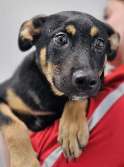 A baby small-sized male German Shepherd Dog dog named Pumba FKA Dog for adoption in West Chester, PA