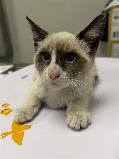 A baby small-sized female Siamese cat named Mountain Dew for adoption in Ontario, CA