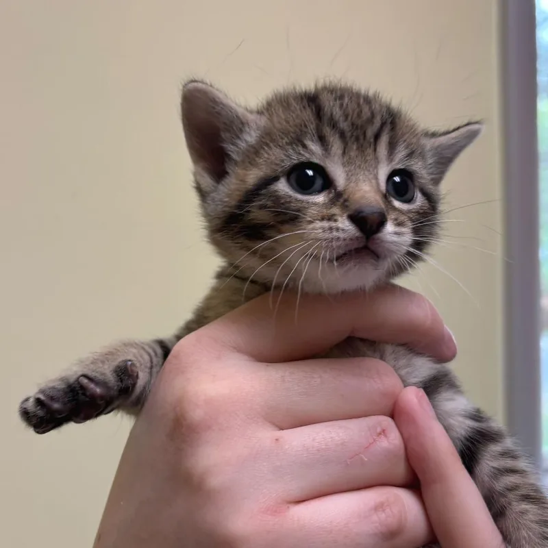 A baby small-sized female Brown / Chocolate Domestic Short Hair cat named Clyde for adoption in Wilmington, DE