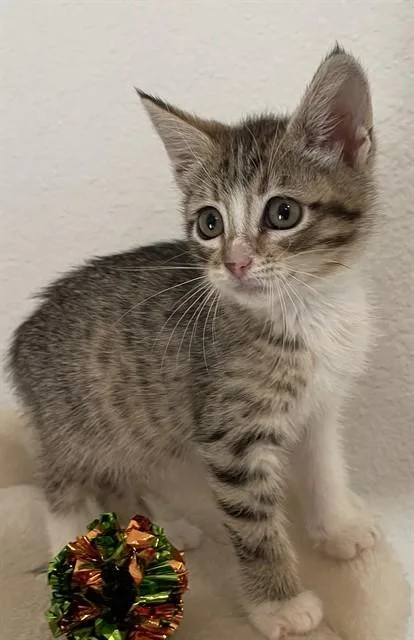 A baby small-sized female Domestic Short Hair cat named Lily for adoption in Killeen, TX