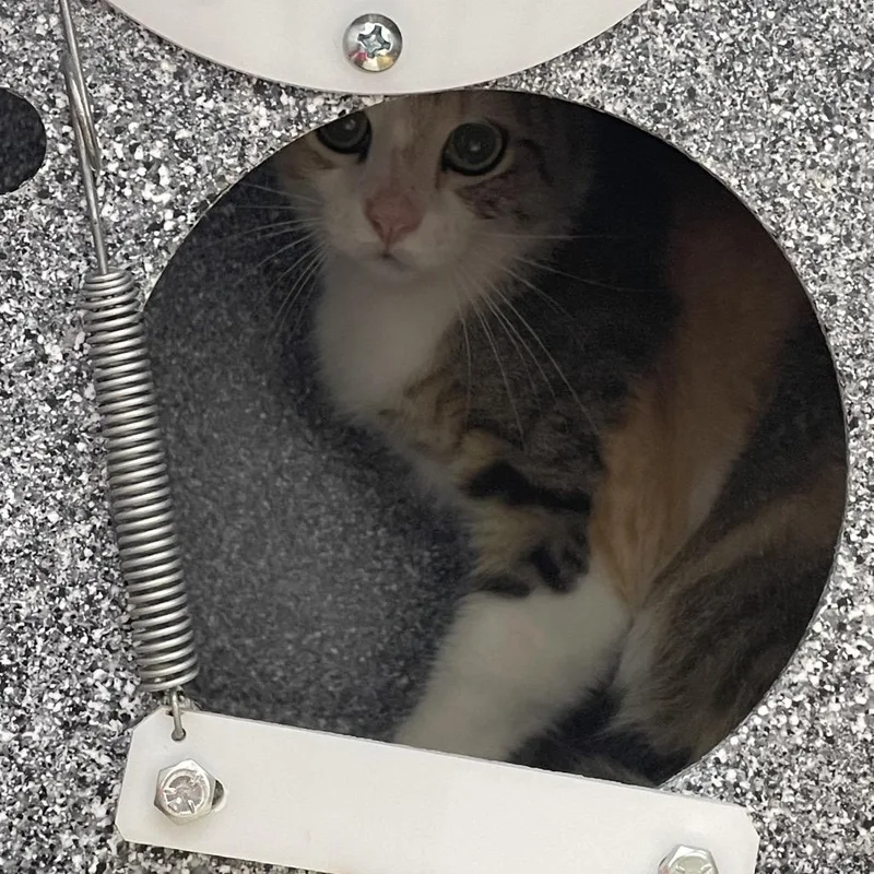 An adult small-sized female Calico Domestic Short Hair cat named Jessika for adoption in Dickinson, TX