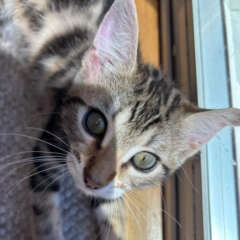 Nala thumbnail 3