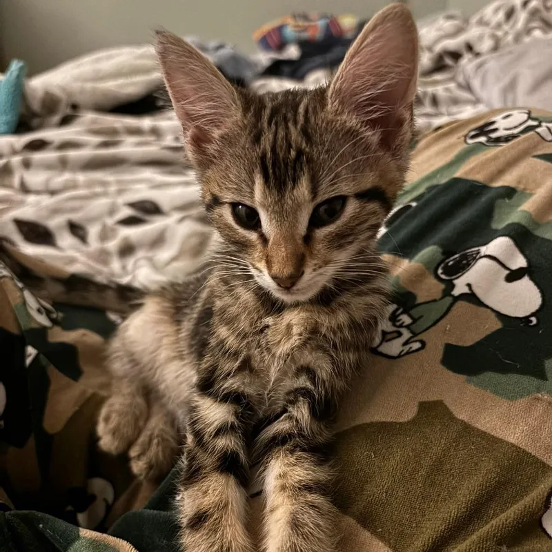 Nala thumbnail 4