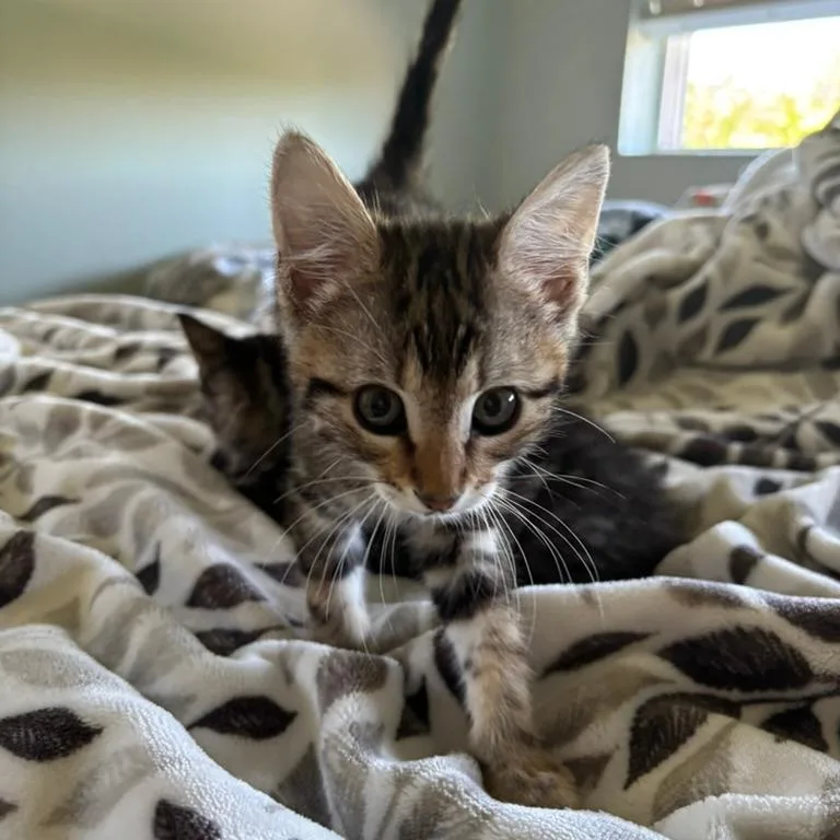 Nala thumbnail 6