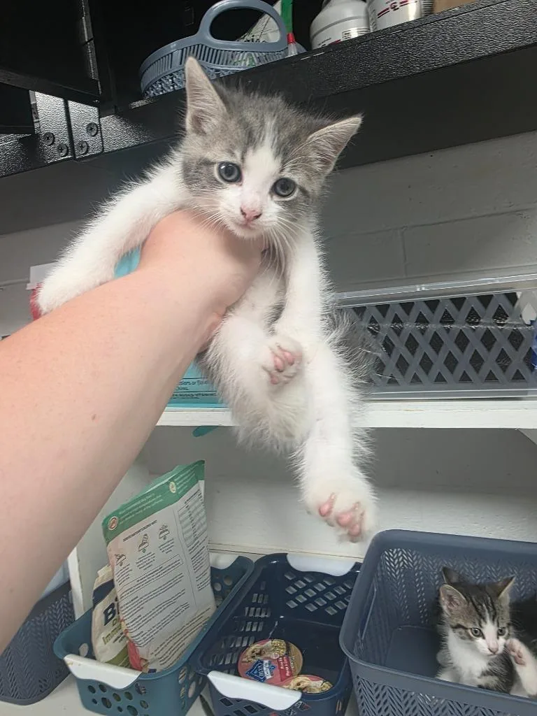 A baby medium-sized male Domestic Short Hair cat named Liam for adoption in Troy, OH