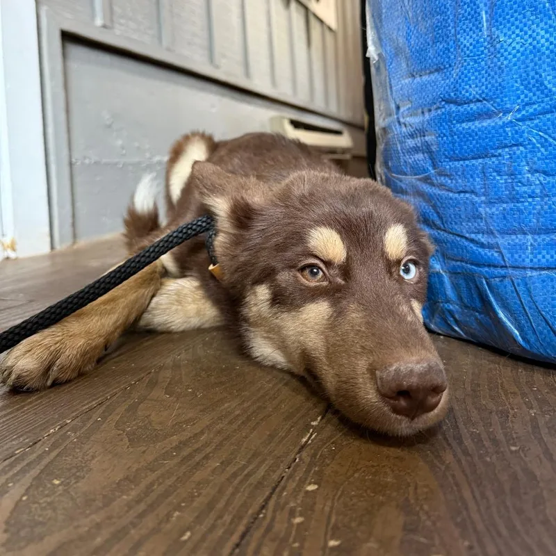 A baby medium-sized female Apricot / Beige Siberian Husky dog named Ariel for adoption in Tacoma, WA