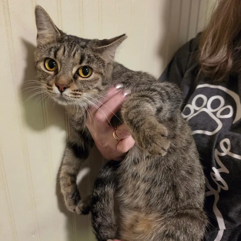 A young medium-sized female Brown / Chocolate Domestic Short Hair cat named Minnow for adoption in Sequatchie, TN