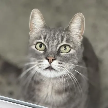 An adult medium-sized female Gray & White Domestic Short Hair cat named Pepper for adoption in Sacramento, CA