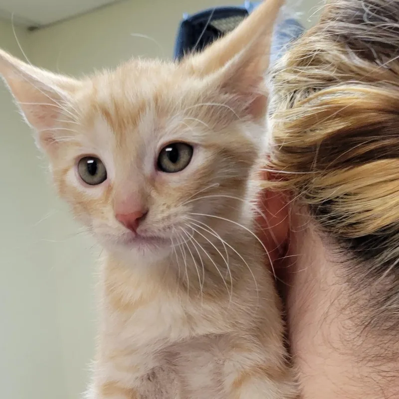 A baby small-sized male Orange & White Tabby cat named Bumble for adoption in Mazon, IL