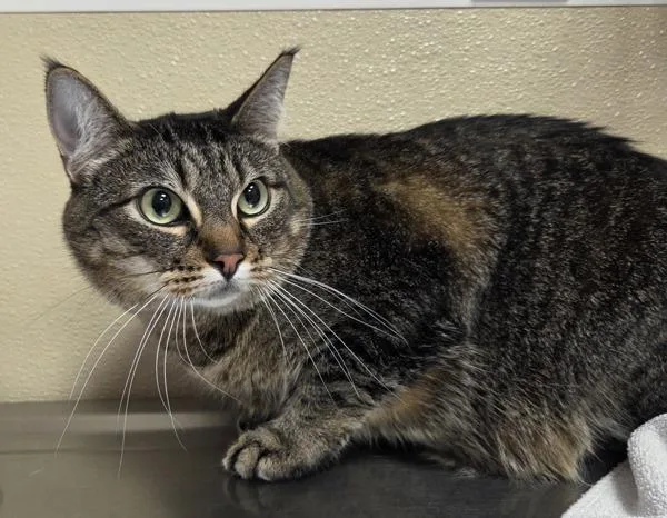 An adult medium-sized female Domestic Short Hair cat named Whiskey for adoption in Vancouver, WA
