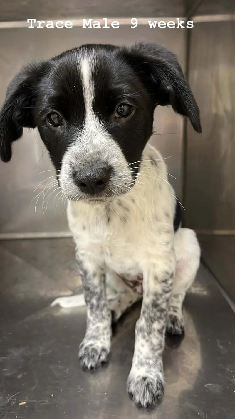 A baby medium-sized male Black Hound dog named Trace for adoption in Fort Payne, AL
