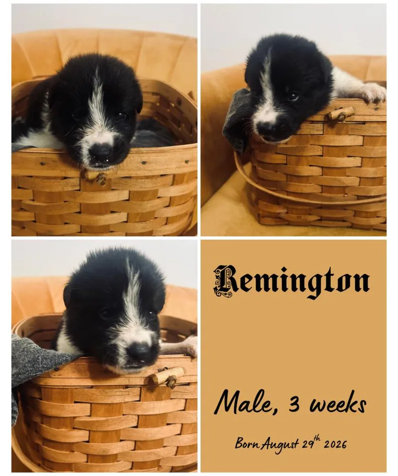 A baby small-sized male Border Collie dog named Remington for adoption in Milton, FL
