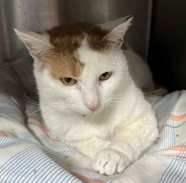 Sesame Hill thumbnail 2