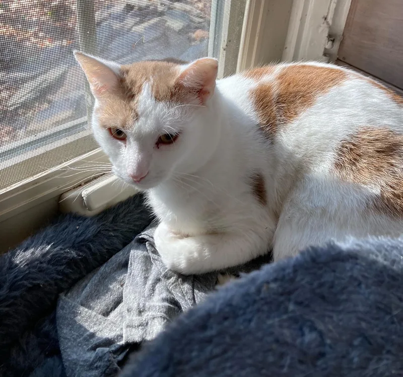 Sesame Hill thumbnail 3