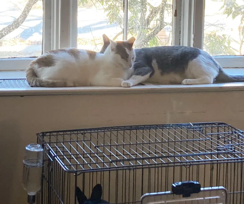 Sesame Hill thumbnail 4