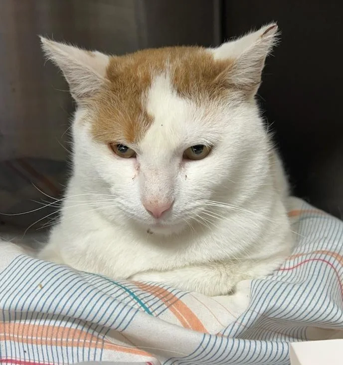 Sesame Hill thumbnail 5