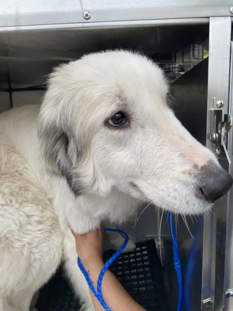 A young large-sized female Mixed Breed dog named Paris for adoption in Dallas, TX