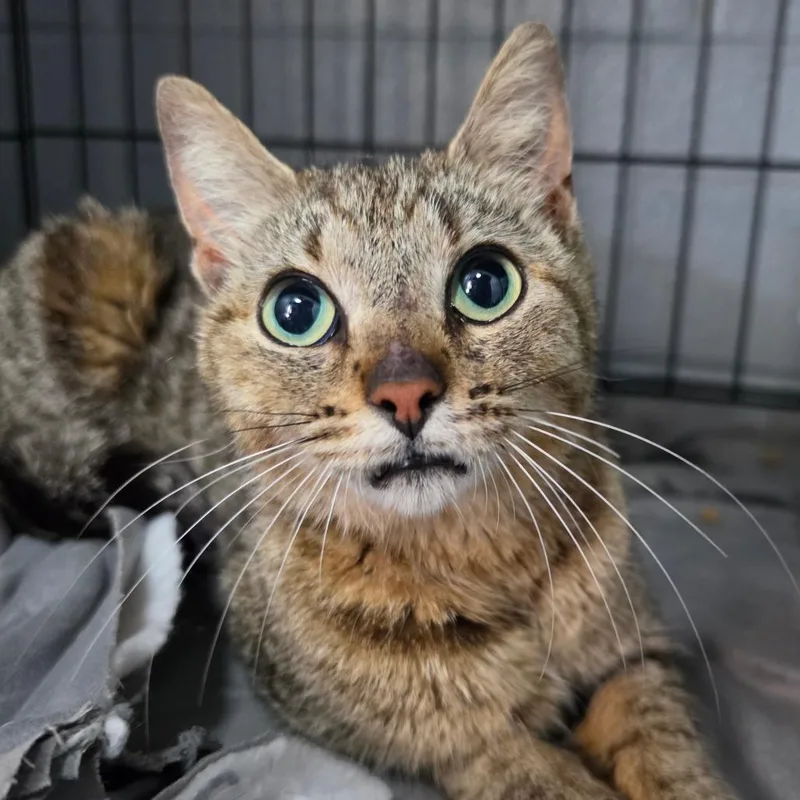 An adult small-sized female Buff / Tan / Fawn Domestic Short Hair cat named Athena for adoption in Jefferson city, TN