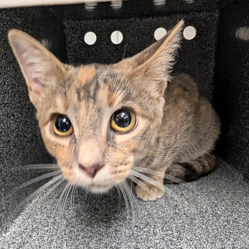A baby medium-sized female Gray / Blue / Silver Domestic Short Hair cat named Curious Georgia for adoption in Greenville, SC