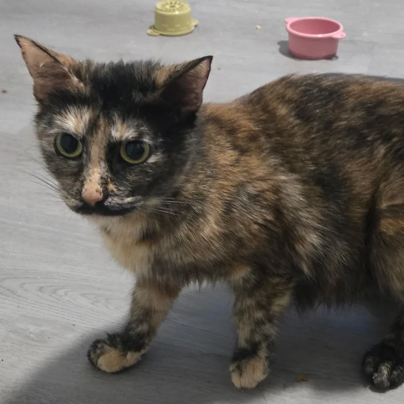 A young medium-sized female Domestic Short Hair cat named Cholula for adoption in Chapel Hill, NC