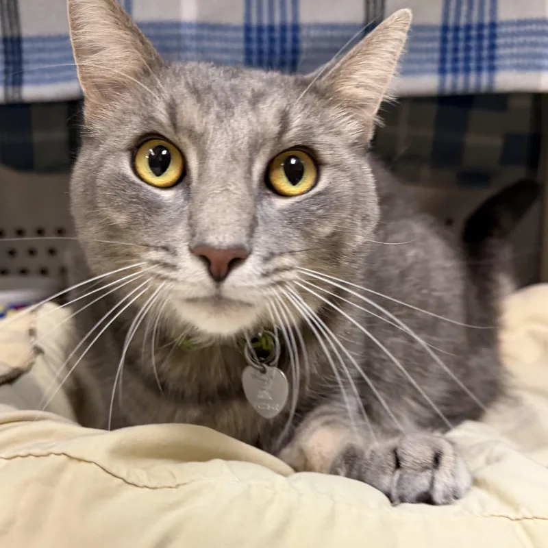 A young large-sized male Domestic Short Hair cat named Binx for adoption in Latrobe, PA