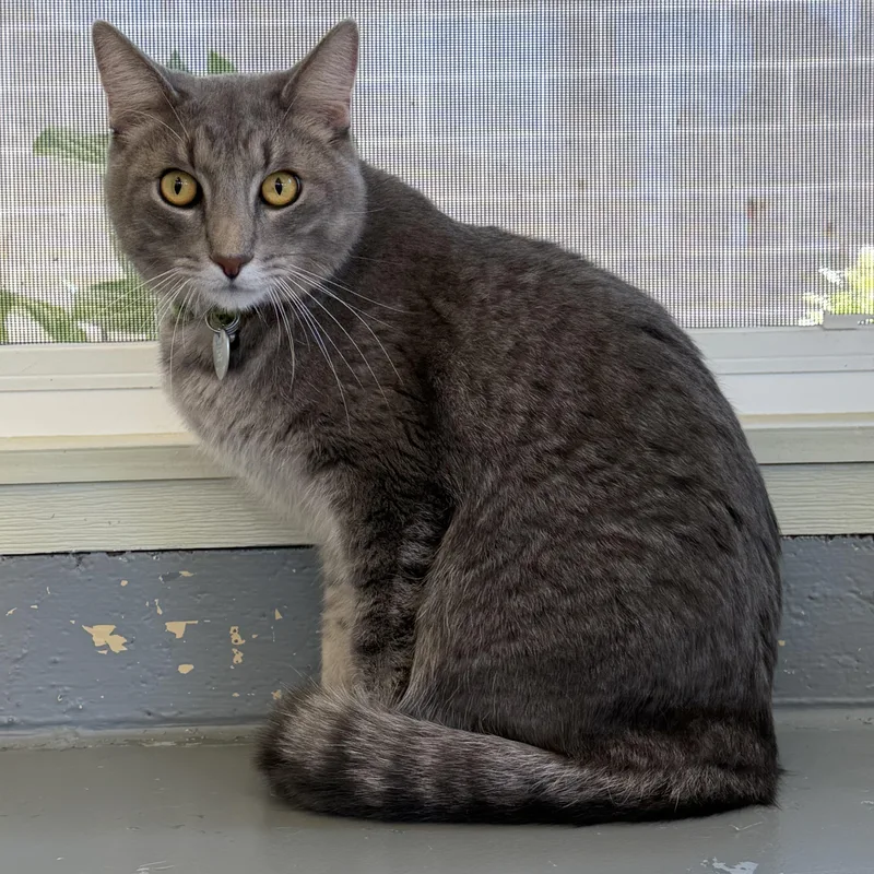 Binx thumbnail 3