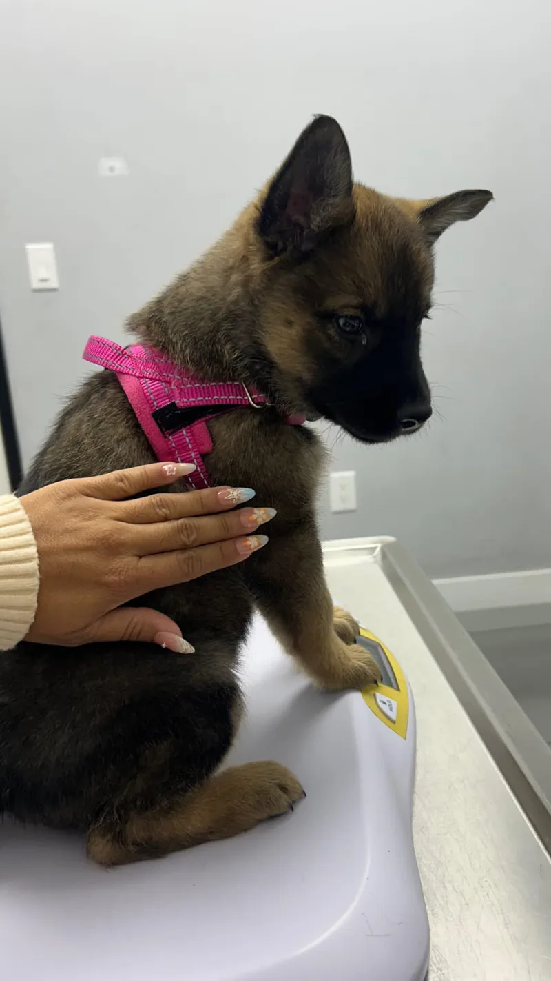 A young large-sized female Belgian Shepherd / Malinois dog named Fay for adoption in Claremont, CA