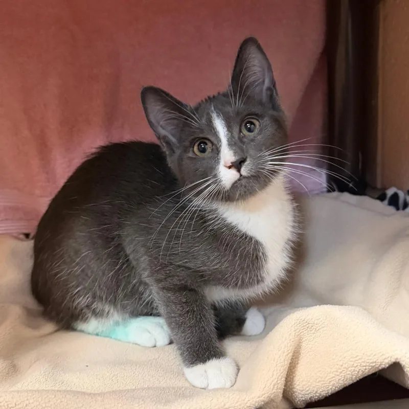 A baby small-sized male Gray / Blue / Silver Domestic Short Hair cat named Frank for adoption in Owosso, MI