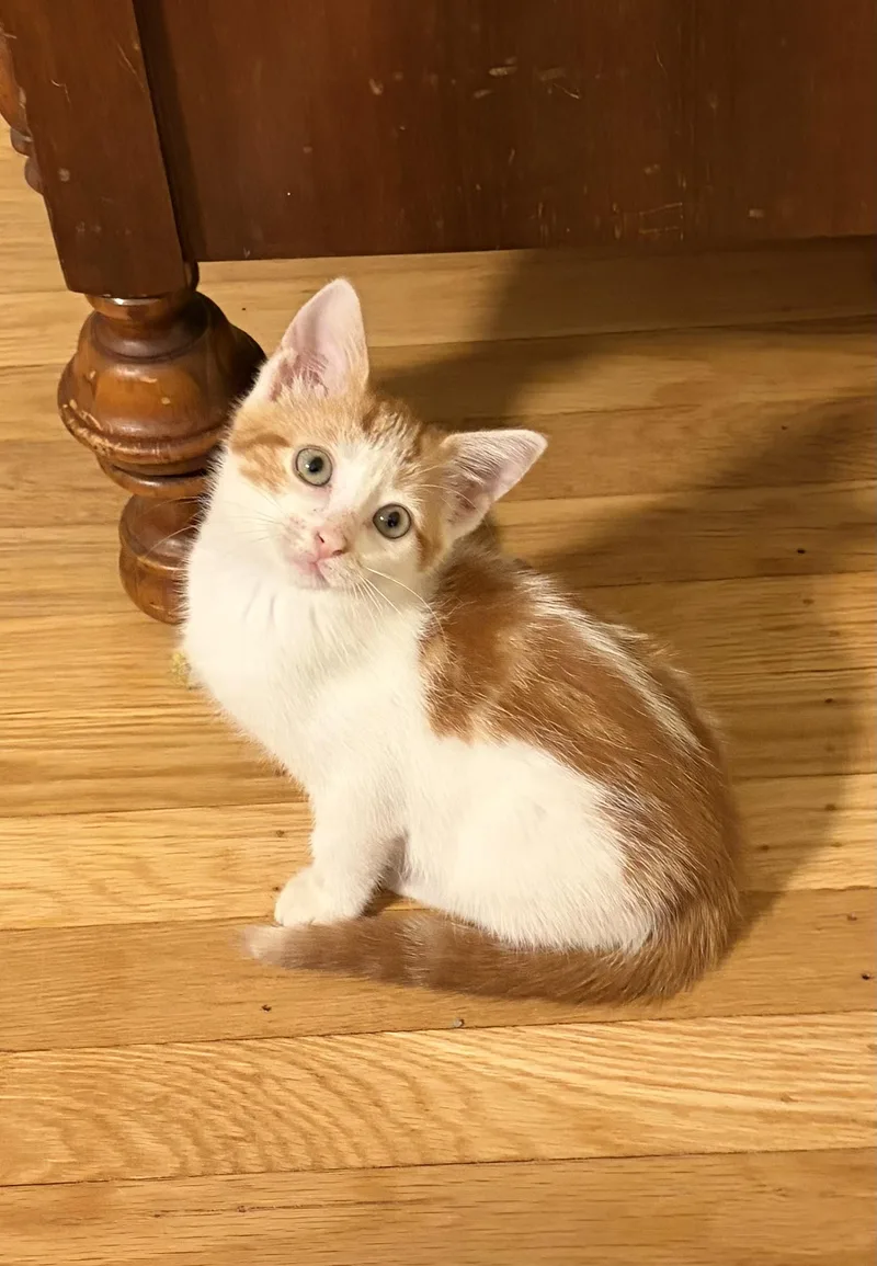 A baby small-sized female Domestic Short Hair cat named Opal for adoption in Turnersville, NJ