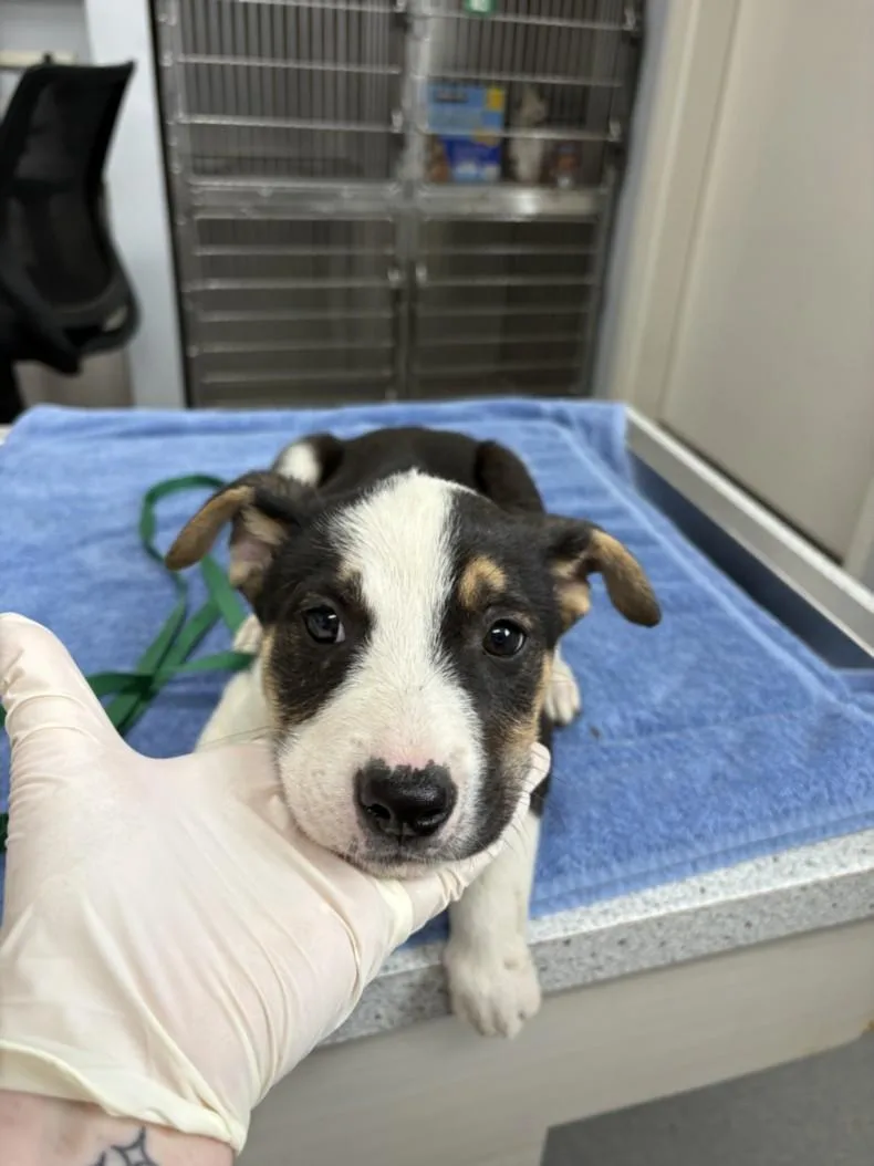 An adult small-sized male Border Collie dog named A for adoption in Olivehurst, CA