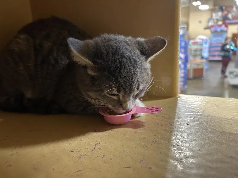 A baby small-sized female Gray & White Domestic Short Hair cat named Leeta for adoption in Anoka, MN