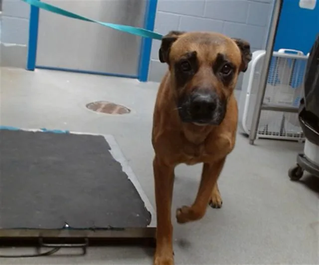 An adult medium-sized male German Shepherd Dog dog named Nacho for adoption in Albuquerque, NM