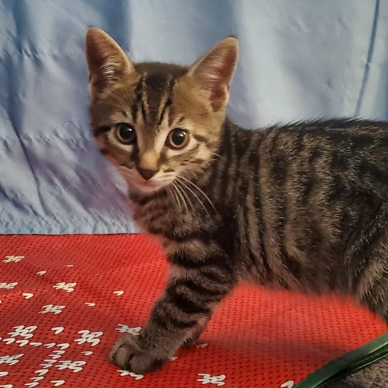 Finn + Chaos thumbnail 2