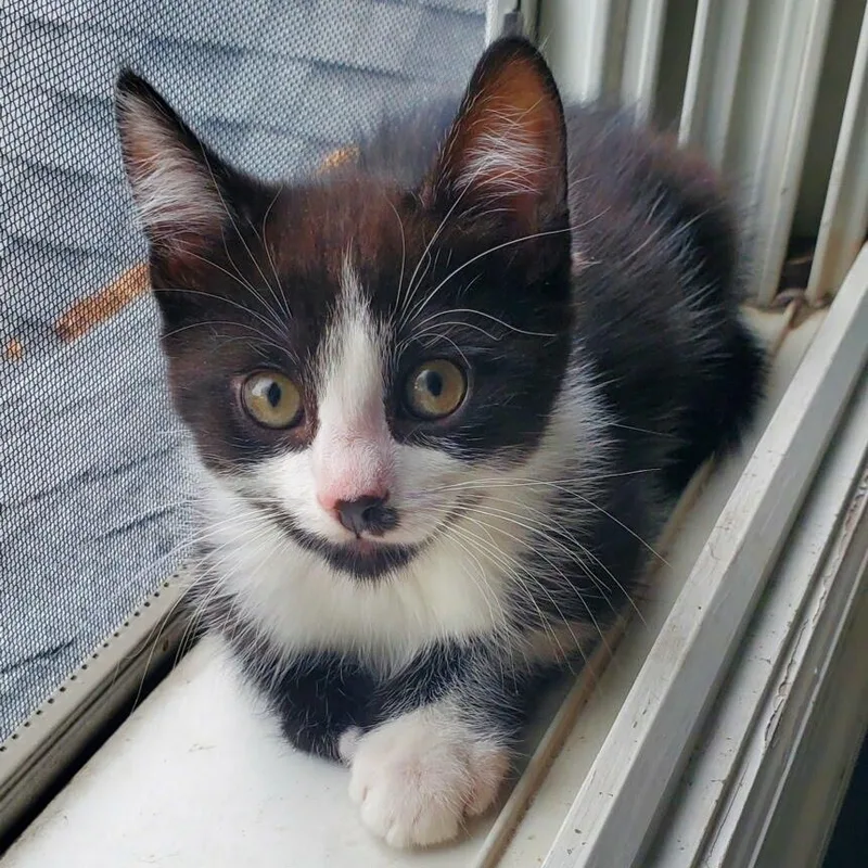 Finn + Chaos thumbnail 3