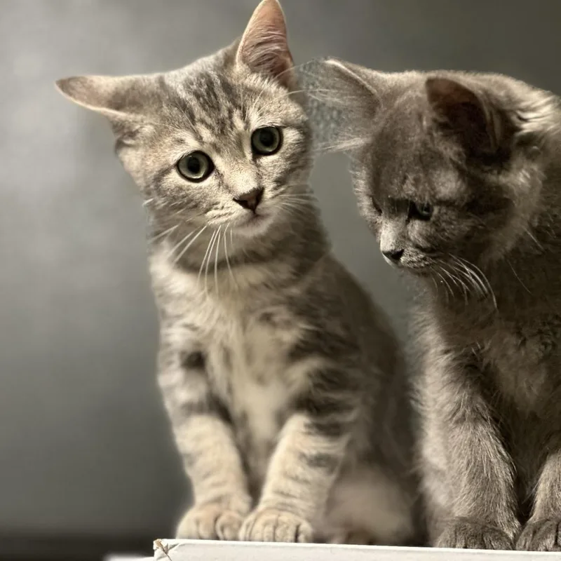 Turkish Taffy Estes thumbnail 2