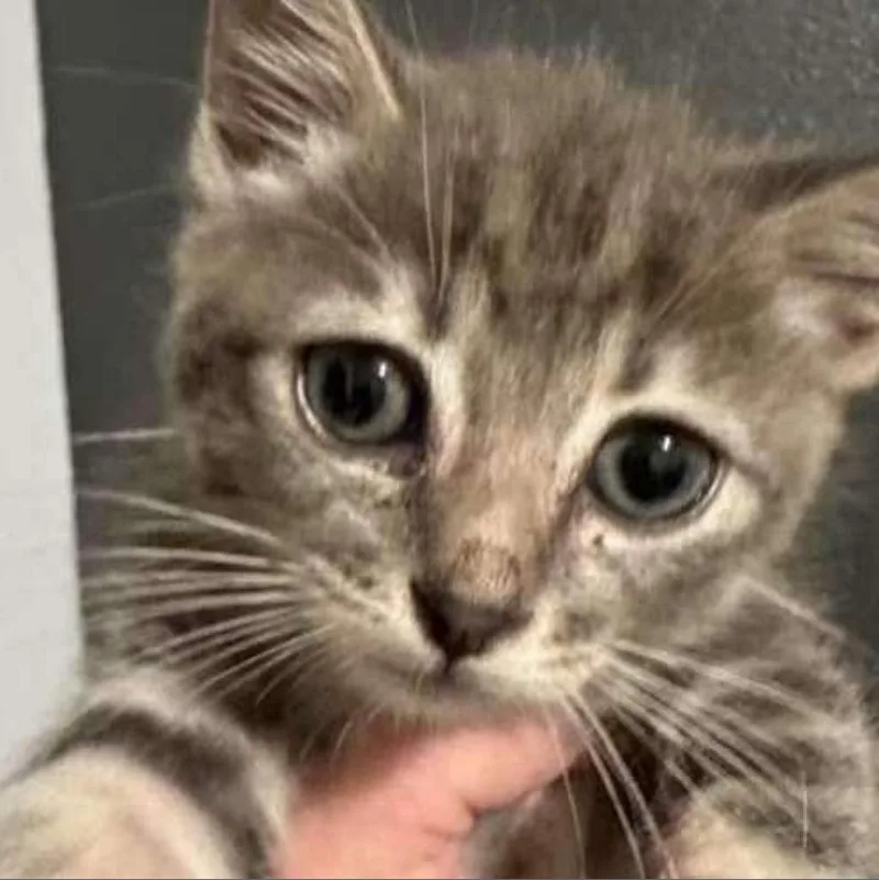 Turkish Taffy Estes thumbnail 3